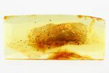 Detailed Fossil Spider (Araneae) In Baltic Amber #307232-1